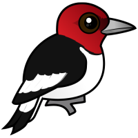 Red-headed Woodpecker