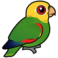 Yellow-headed Amazon