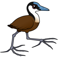 African Jacana