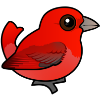 Summer Tanager