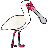African Spoonbill