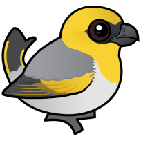 Palila