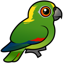 Yellow-naped Parrot