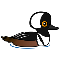 Hooded Merganser