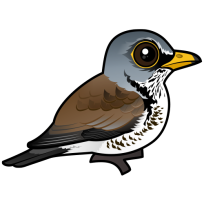 Fieldfare