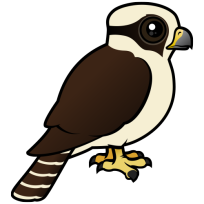 Laughing Falcon