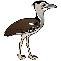 Kori Bustard