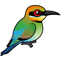 Rainbow Bee-eater