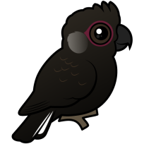 White-tailed Black Cockatoo