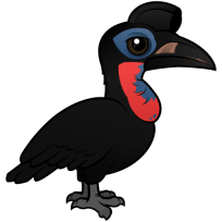 Abyssinian Ground Hornbill