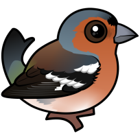 Common Chaffinch