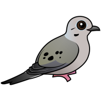 Mourning Dove