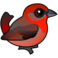 Hepatic Tanager