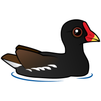 Common Moorhen
