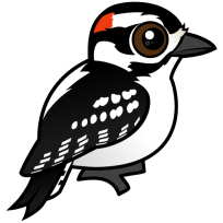 Downy Woodpecker