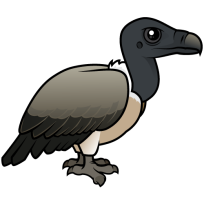 Slender-billed Vulture