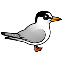 Least Tern