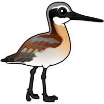 Wilson's Phalarope
