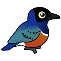 Superb Starling