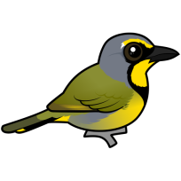 Plush-crested Jay of the South American Forests | Birdorable Birds