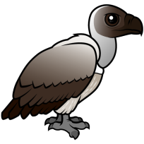 White-backed Vulture