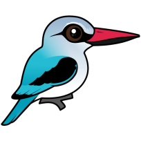 Woodland Kingfisher