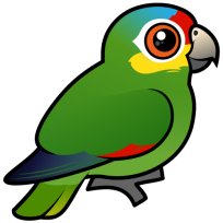 Red-lored Parrot