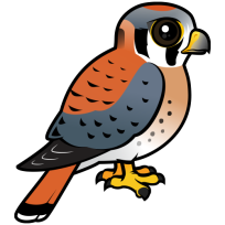 American Kestrel