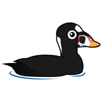 Surf Scoter