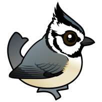 Bridled Titmouse