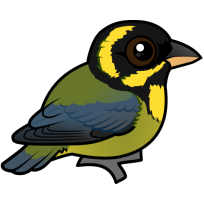 Gold-ringed Tanager