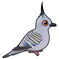 Crested Pigeon