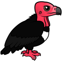 Red-headed Vulture