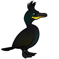 European Shag