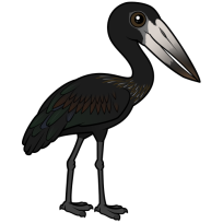 African Openbill