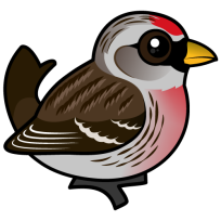 Common Redpoll