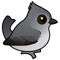 Oak Titmouse