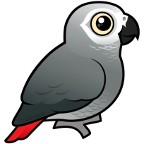 Gray Parrot