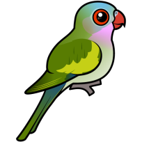 Princess Parrot