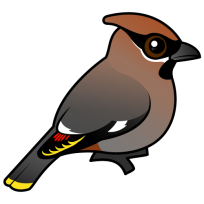 Bohemian Waxwing