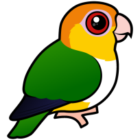 White-bellied Parrot
