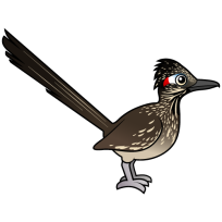 Greater Roadrunner