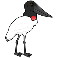 Jabiru