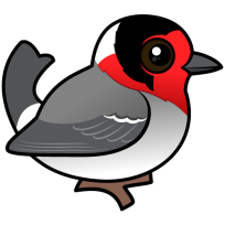 Red-faced Warbler