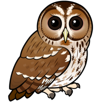 Tawny Owl