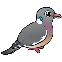 Common Wood Pigeon