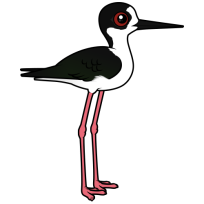 Black-winged Stilt