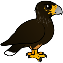 Striated Caracara