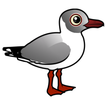 Gray-hooded Gull