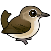 Garden Warbler